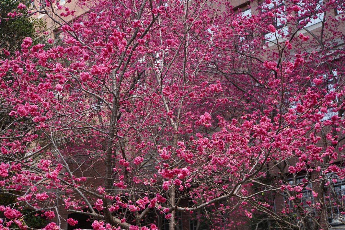 大葉大學春暖花開迎賓客  賞櫻秘境千棵櫻花接力盛開