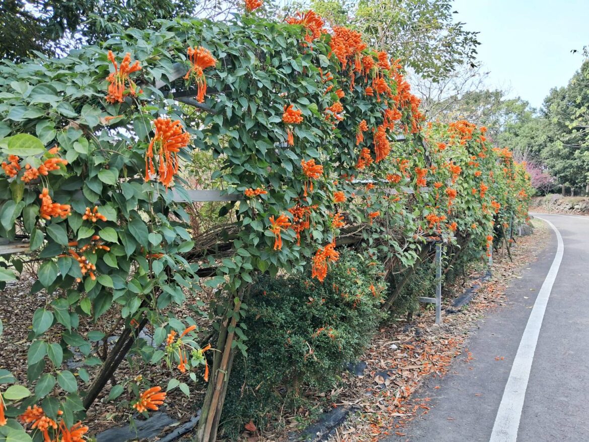 竹東鎮公所攜手企業志工  頭前溪河濱生態公園打造「炮仗花牆」新地標