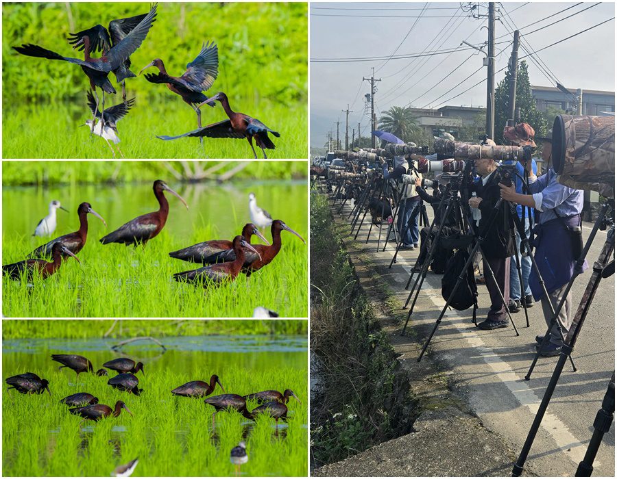 這裡有鳥事/影音/彩䴉飛臨 行蹤飄忽！鳥友苦尋
