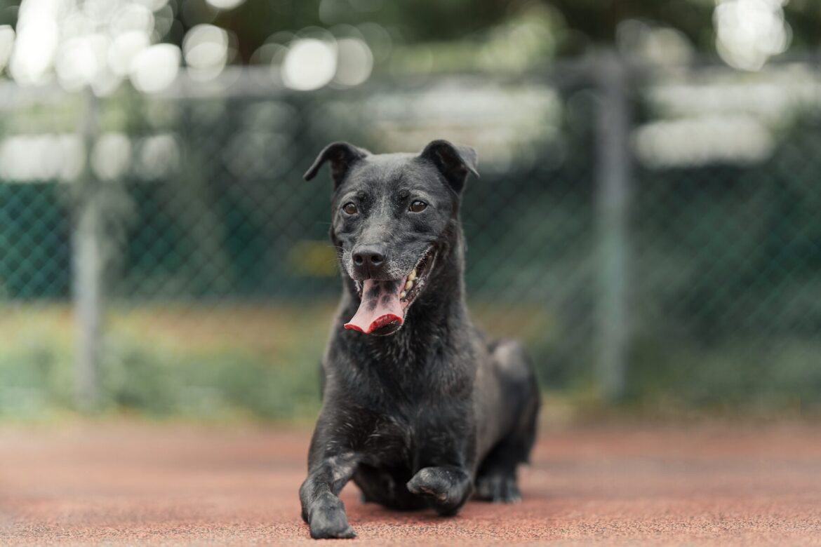 認養老病殘不再是負擔！新北推長照犬貓「終身免費醫療」     助毛寶貝找回愛
