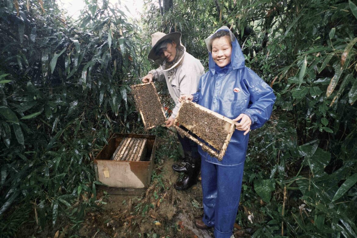 世界蜜蜂日新北發光！26歲青農闕莉恩放棄穩定工作     返鄉打造平溪「三耕早」珍稀野蜜