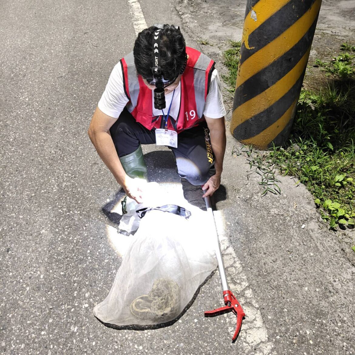 花蓮捕蜂捉蛇由農業處委外執行  民眾仍可撥打119由專人協助處理