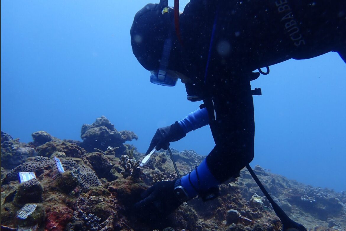 暑假前最酷的海洋課！新北攜手海洋大學辦珊瑚復育     報名時間、資格一次看