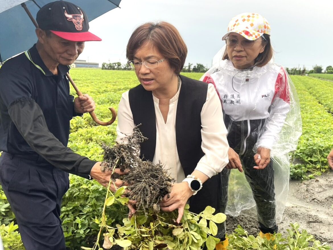 影音/豪雨重創彰化花生產區  王惠美籲中央及早核定災害補助