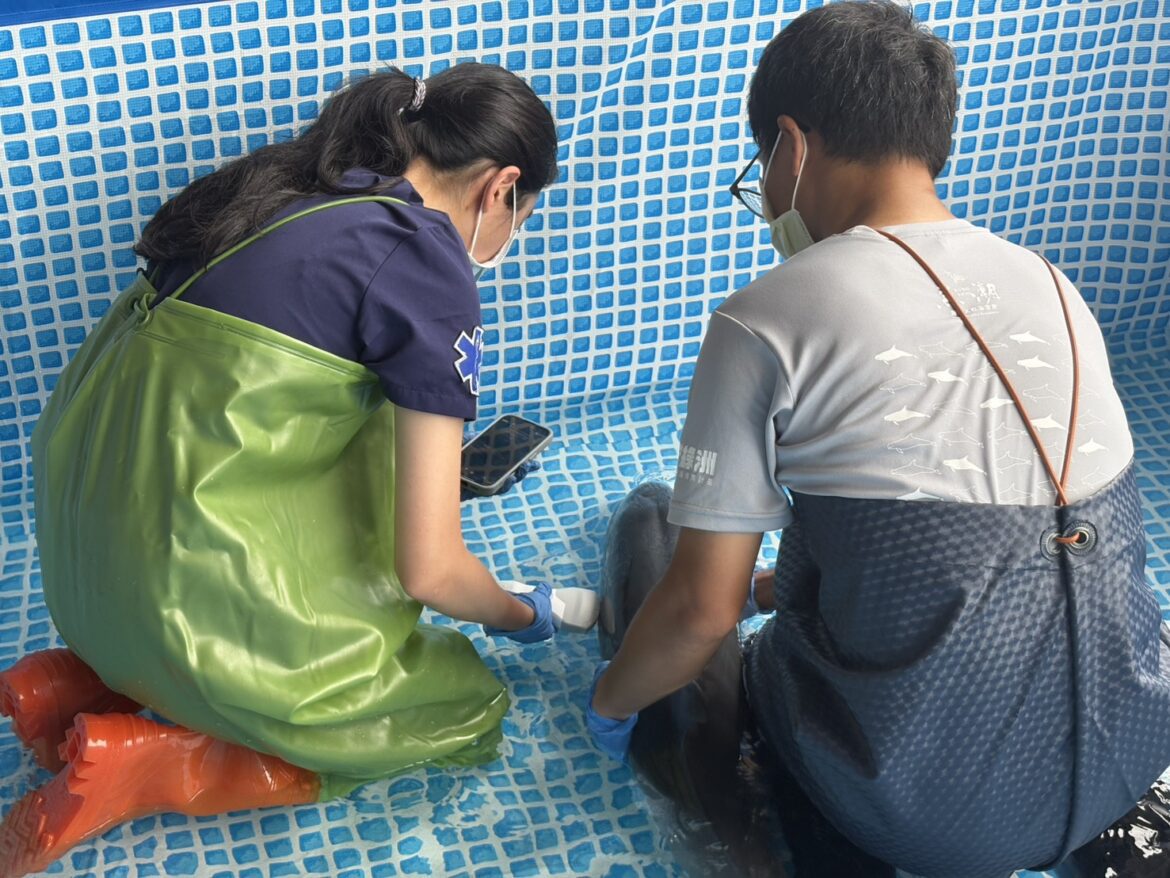 美崙溪口弗氏海豚傷重難救　經專業評估最終採人道處置