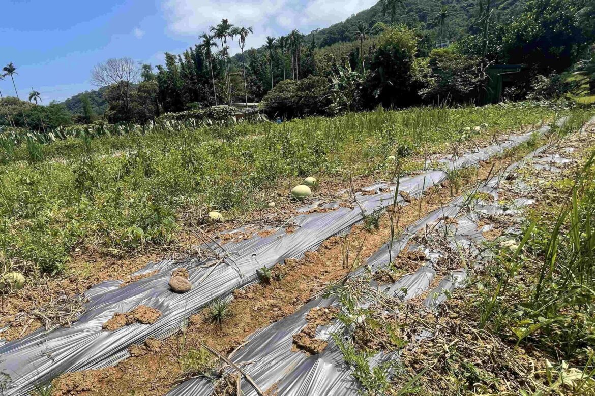 新北市淡水與三芝西瓜受豪雨影響受損     農業部公告現金救助即日起受理申請