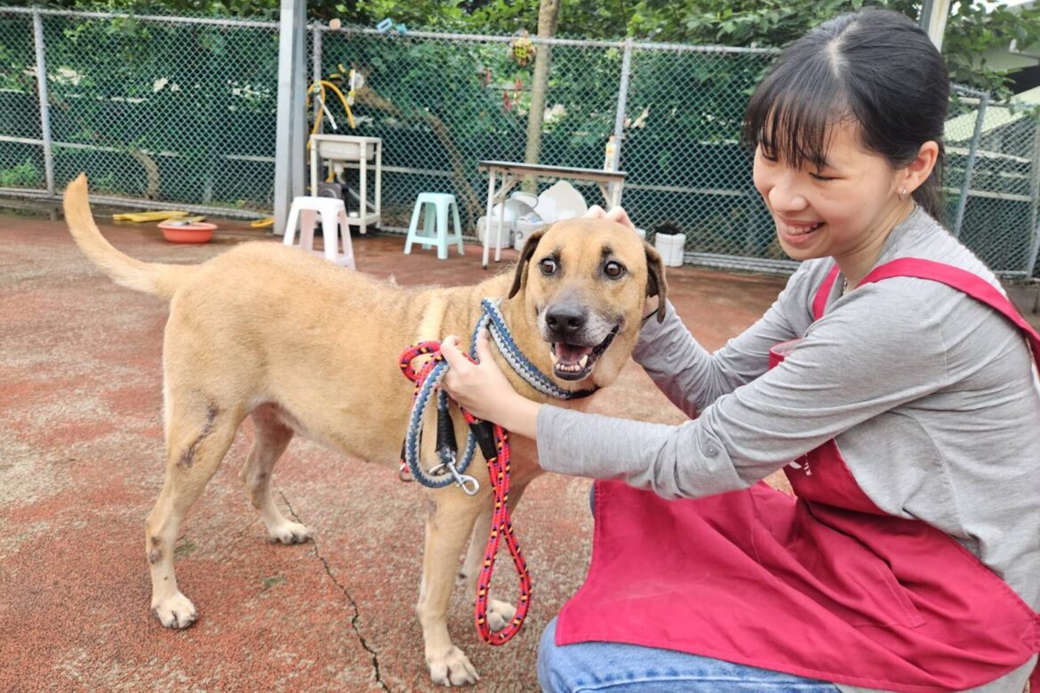 外型神似史酷比與小逗　板橋動物之家成犬路克等待溫暖家庭認養