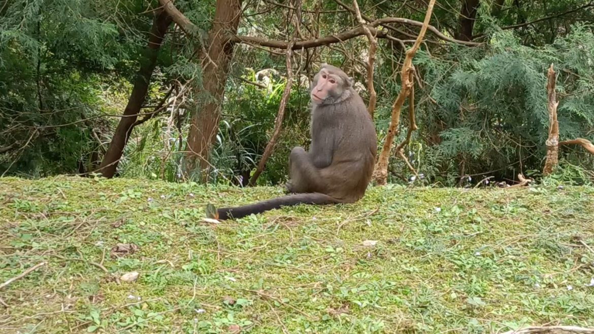 影音/中山大學柴山走路防猴練拳腳 佛光大學猴子太乖網笑稱「佛主有教」