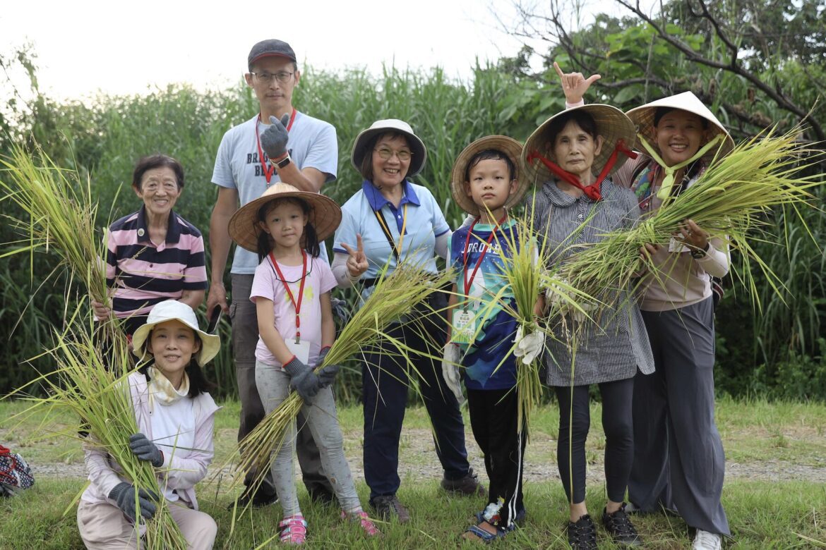 新北濕地割稻趣活動八月登場　開放五百名額體驗都市農耕樂趣