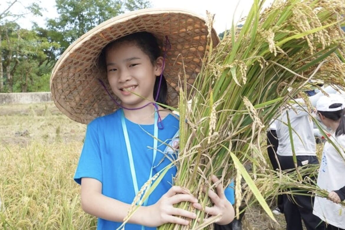 三百人齊聚雙溪上林　體驗割稻傳承食農教育精神