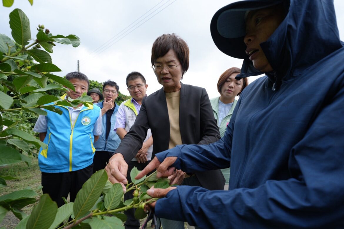 豪雨重創彰化芭樂產區  陳素月呼籲農業部速將彰化芭樂納入災害救助